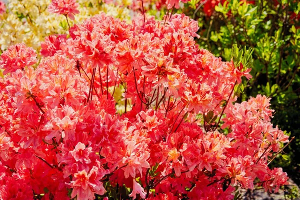 Belles Fleurs Rouges Dans Jardin — Photo