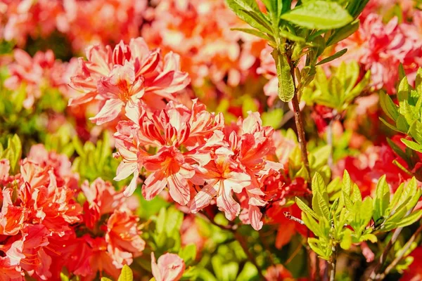 Beautiful Red Flowers Garden — Stock Photo, Image