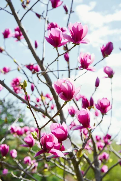 Magnolia Flores Rosadas Sunny Day Fondo —  Fotos de Stock
