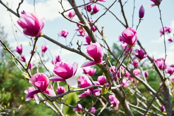 Magnolia Flores Rosadas Sunny Day Fondo — Foto de Stock