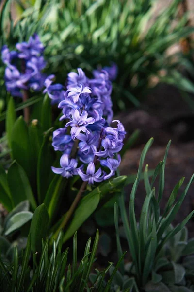 Blauwe Hyacinten Bloemen Tuin — Stockfoto