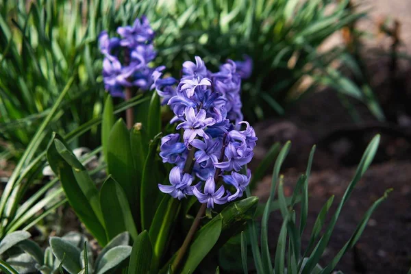Blauwe Hyacinten Bloemen Tuin — Stockfoto