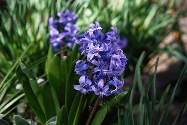 Blå Hyacint Blommor Trädgården — Stockfoto