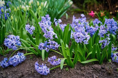  Mavi Sümbül çiçek bahçesinde 