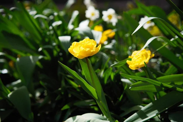 Närbild Färgstark Tulpan Blommor — Stockfoto