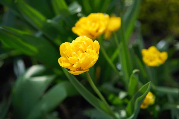 Närbild Färgstark Tulpan Blommor — Stockfoto