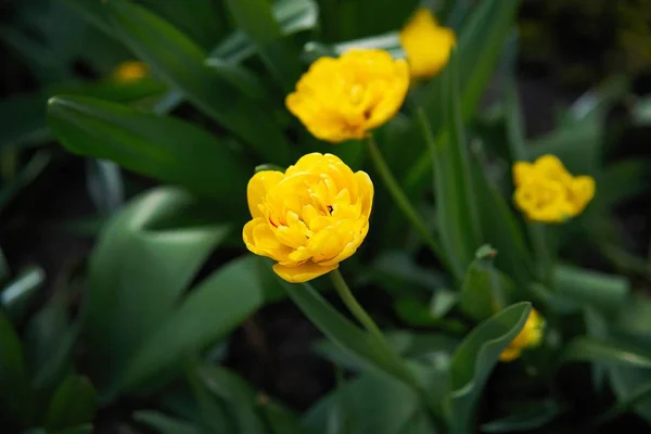 Close Beeld Van Kleurrijke Tulp Bloemen — Stockfoto