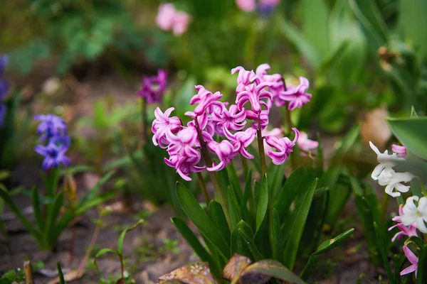 Vackra Hyacinth Blommor Trädgården — Stockfoto