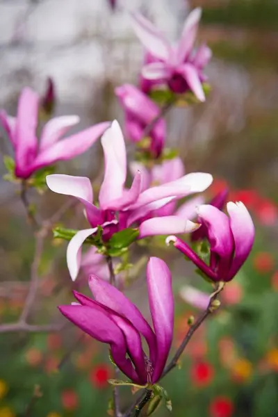 Hermosas Flores Rosadas Jardín — Foto de Stock