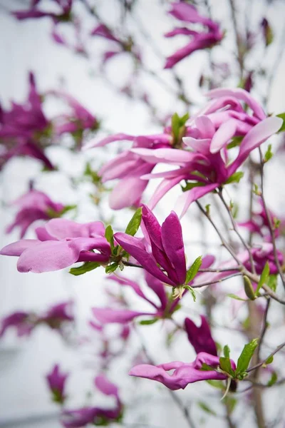 Schöne Rosa Blumen Garten — Stockfoto