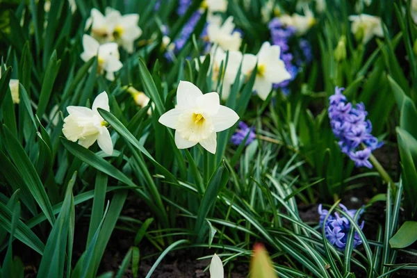 Blauwe Hyacinten Bloemen Tuin — Stockfoto