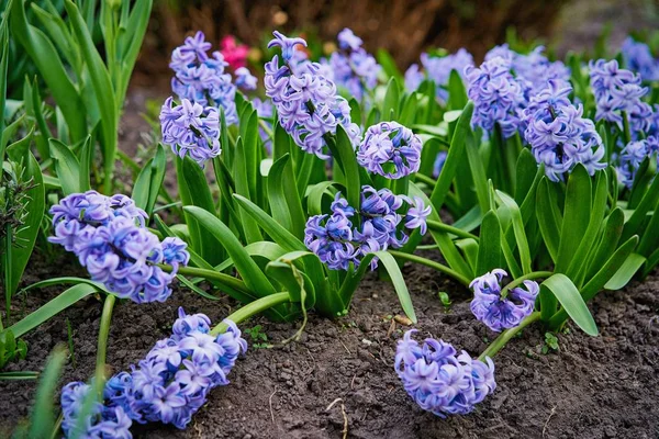 Blauwe Hyacinten Bloemen Tuin — Stockfoto