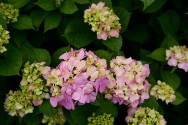 Ortanca çiçek (Hydrangea macrophylla) bir bahçe            
