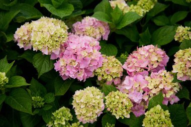 Ortanca çiçek (Hydrangea macrophylla) bir bahçe            