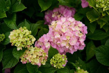 Ortanca çiçek (Hydrangea macrophylla) bir bahçe            