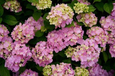 Ortanca çiçek (Hydrangea macrophylla) bir bahçe            