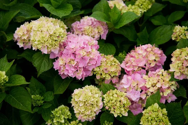 Ortanca Çiçek Hydrangea Macrophylla Bir Bahçe — Stok fotoğraf