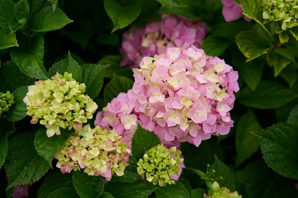 Ortanca çiçek (Hydrangea macrophylla) bir bahçe            