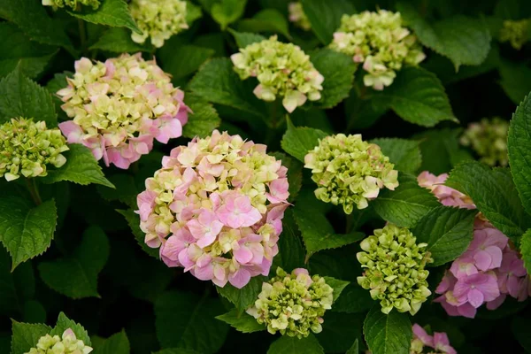 Ortanca çiçek (Hydrangea macrophylla) bir bahçe            