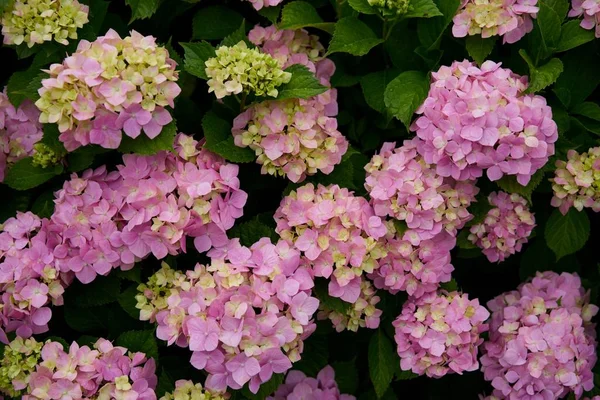 Hydrangea flowers (Hydrangea macrophylla) in a garden