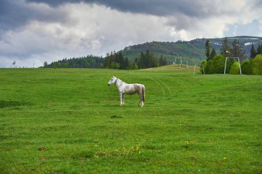 sahada at otlatma güzel görünümü