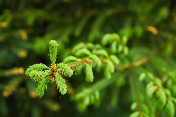 Yeşil Çam Ağacı Dalı Kökenli — Stok fotoğraf