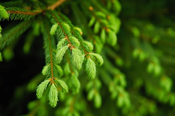 Yeşil Çam Ağacı Dalı Kökenli — Stok fotoğraf