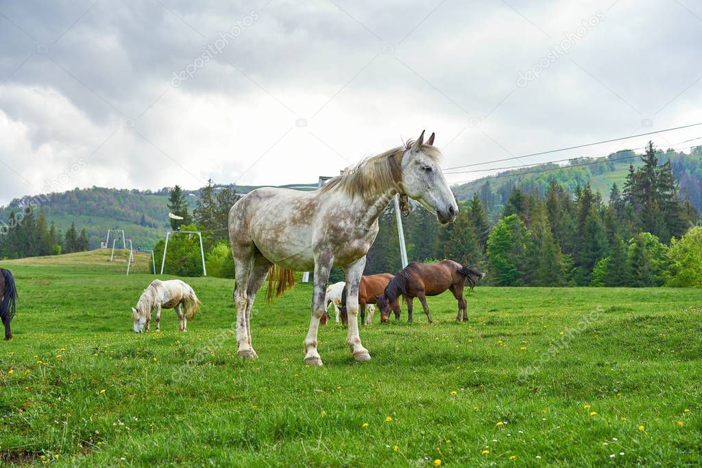 smmartynenko