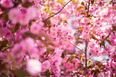 Güzel pembe bahar ağacı çiçeği                         