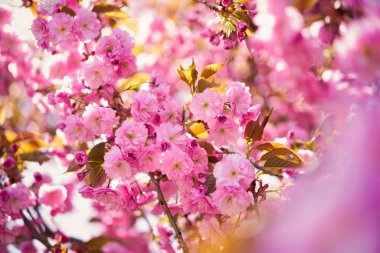 Güzel pembe bahar ağacı çiçeği                         
