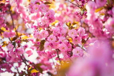 Güzel pembe bahar ağacı çiçeği                         