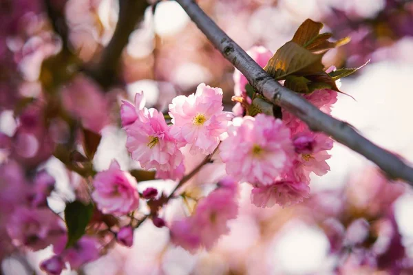 Belle Fleur Rose Printemps Arbre — Photo