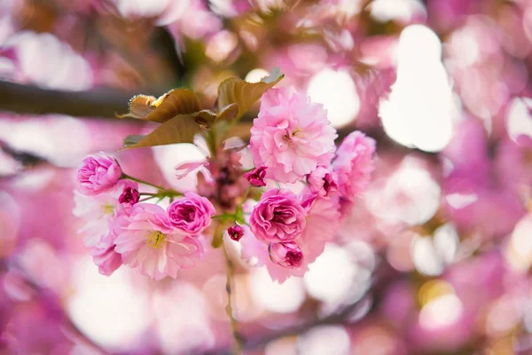 Belle Fleur Rose Printemps Arbre — Photo