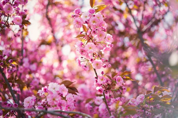 Belle Fleur Rose Printemps Arbre — Photo