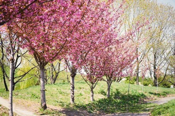 Güzel pembe bahar ağacı çiçeği                         