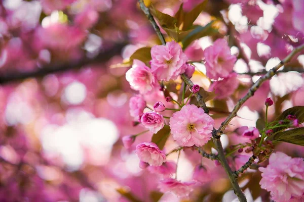 Belle Fleur Rose Printemps Arbre — Photo