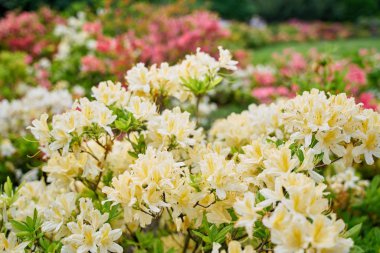 güzel taze bahar çiçekleri yakın çekim görünümü