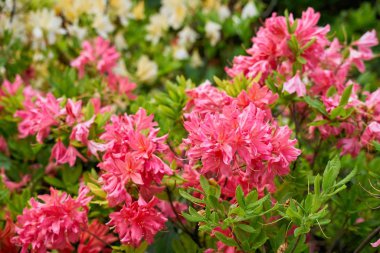 güzel taze bahar çiçekleri yakın çekim görünümü