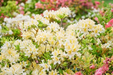 güzel taze bahar çiçekleri yakın çekim görünümü