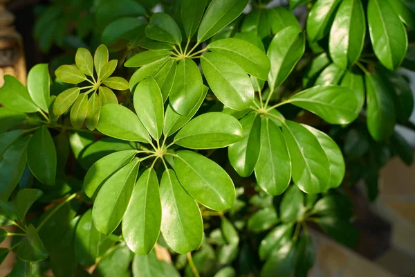 Hojas Verdes Textura Fondo — Foto de Stock