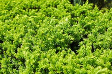 yeşil bitki yakın çekim doku arka plan 