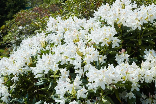 Vue Rapprochée Belles Fleurs Fraîches Printemps — Photo