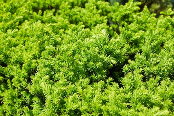 Grön Växt Närbild Textur Bakgrund — Stockfoto
