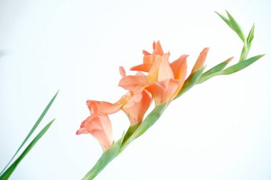 Beyaz arka planda güzel taze çiçek 