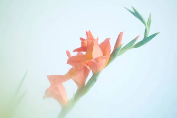 Hermosa Flor Fresca Sobre Fondo Blanco — Foto de Stock