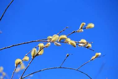 İlk Bahar tomurcukları