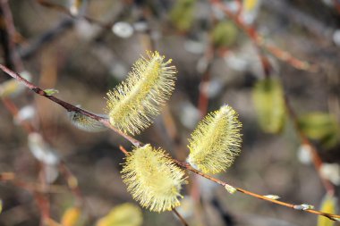 İlk Bahar tomurcukları