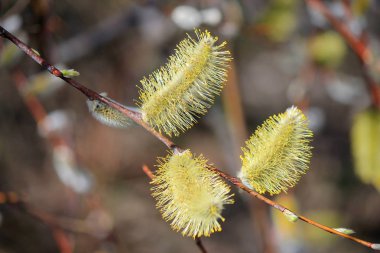 İlk Bahar tomurcukları