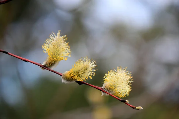 Primi germogli primaverili — Foto Stock