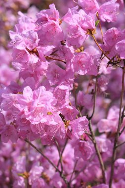 bahar çiçekli isyan